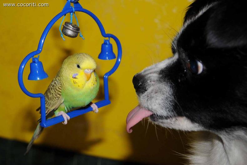 Cane e coco che fanno amicizia!